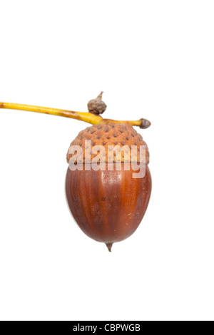 brown acorn with stem and cap on white Stock Photo
