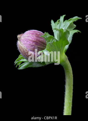 Anemone Japonica (Japanese Anemone) bud Stock Photo