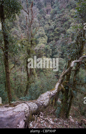The lush forests and rhododendrons near Gorepani along the Annapurna circuit, Himalayas, Nepal