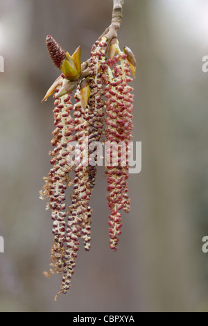 Hybrid Black Poplar Populus nigra x deltoids (P. x Canadensis) catkins. Stock Photo