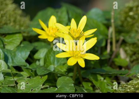 Three, Lesser Celandine, Ranunculus ficaria, flowers. Stock Photo
