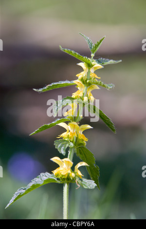 Yellow Dead-nettle or Yellow Archangel Lamiastrum galeobdolon flowers. Stock Photo