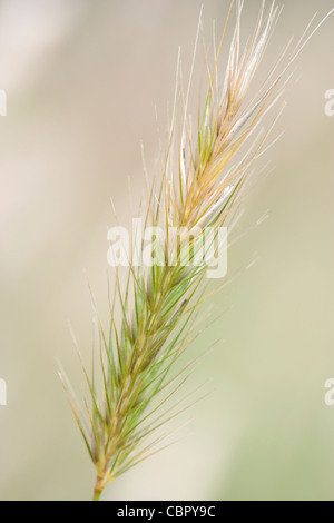 Meadow Barley, Hordeum secalinum seed head Stock Photo