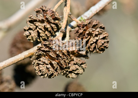 Common Alder Alnus glutinosa seed head or cones Stock Photo
