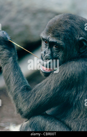 Young Western lowland Gorilla chewing the leaves off a branch. Stock Photo
