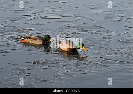Two adult male mallard ducks swimming through broken ice on a lake. Stock Photo