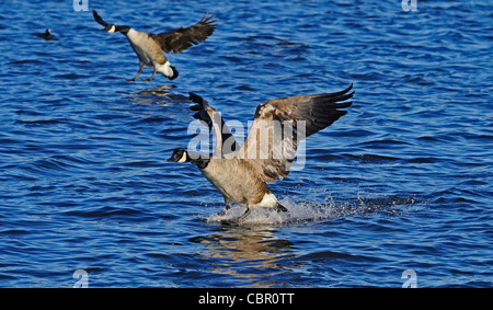 Two adult Canada geese landing onto a lake. Stock Photo