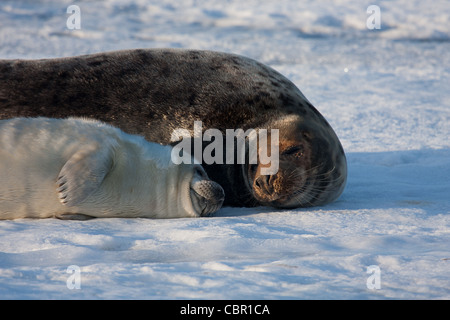 Mother and pup Stock Photo