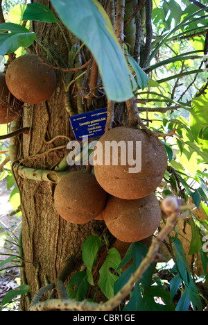 cannon Ball tree and its fruits. Couroupita guianensis aubl Stock Photo