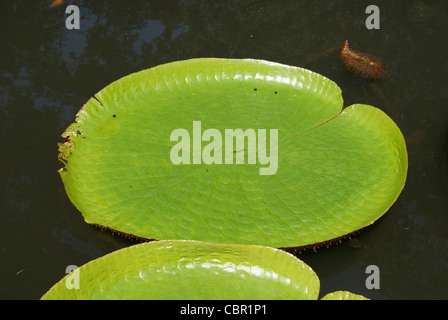 Love shaped Giant Water Lily in the shallow water in Kerala Stock Photo