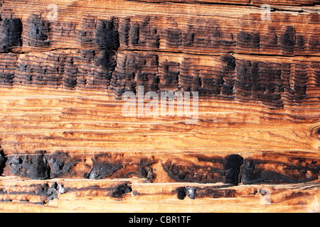 old charred pine wood background texture Stock Photo