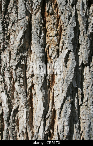 closeup of rough bark on an old cottonwood (populus fremontii) tree trunk Stock Photo