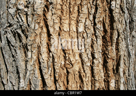 horizontal image of the bark on an old cottonwood (populus fremontii) tree trunk Stock Photo