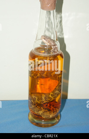 ADDER LIQUOUR : KOREAN LIQUOUR WITH APHRODISCIAC PROPERTY Stock Photo