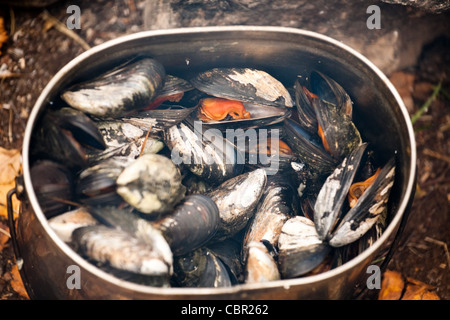 closeup pan full of mussels boiled in shells Stock Photo