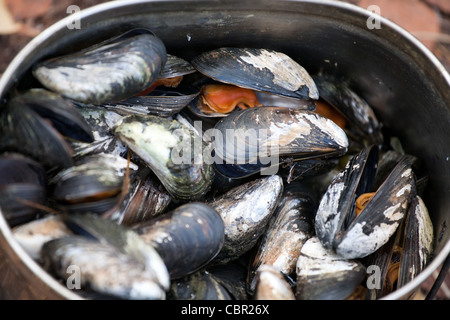 closeup pan full of mussels boiled in shells Stock Photo