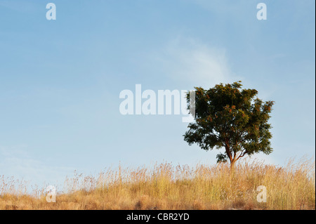 Indian tree on a hillside amongst dry grass in the indian countryside. Andhra Pradesh, India Stock Photo