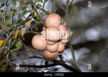 The fungi Myrtle Beech Orange is edible and grows on Nothofagus cunninghamii Stock Photo