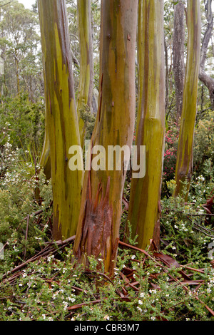 Eucalyptus tree bark in wet temperate forest, with understory shrubs, Tasmania Stock Photo