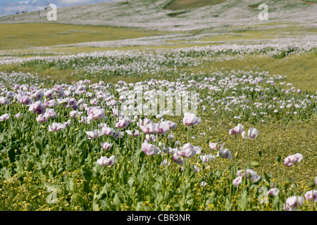 Opium poppies are farmed in northern Tasmania for the pharmaceutical industry Stock Photo