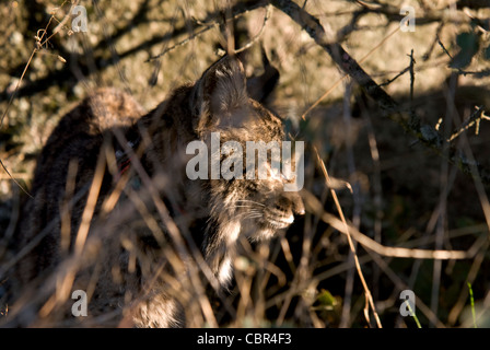 Wild Iberian Lynx standing in tall grass and branches of shrubs in late afternoon light Stock Photo