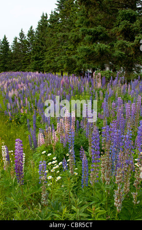 Eastport Maine on border of Canada and Maine with bright colors of Lupins flowers growing wild Stock Photo