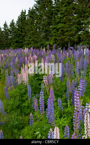 Eastport Maine on border of Canada and Maine with bright colors of Lupins flowers growing wild Stock Photo