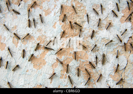 Mass of mosquitoes on a white wall, Zmiinyi Island, Snake Island, Black Sea, Odessa, Ukraine, Eastern Europe Stock Photo