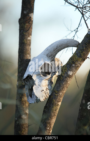animal skull on the trees during the day in the summer hanging Stock Photo