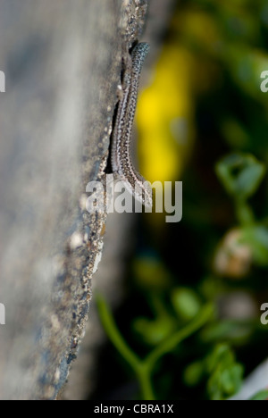 Tiny wall lizard found everywhere on the island of Madeira and the Canary Islands Stock Photo