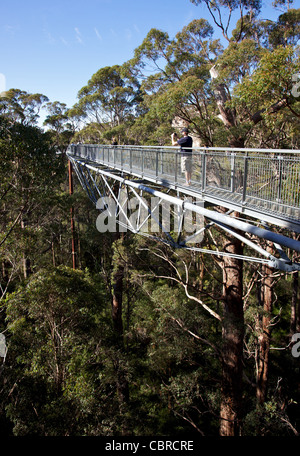 Tourists enjoying the Tree Top Walk, the Valley of the Giants, Walpole-Nornalup National Park, near Walpole, Western Australia. Stock Photo