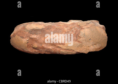 Protoceratops Egg Upper Cretaceous Period, Shabarakh Usu, Mongolia Stock Photo