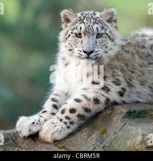 Six-month-old snow leopard cub Stock Photo