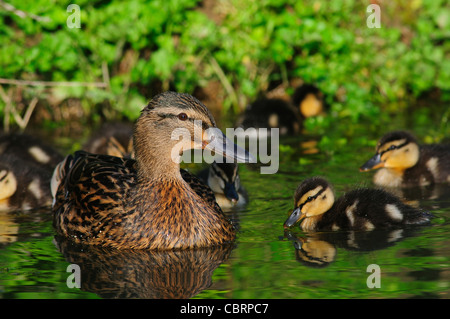 Mallard duck with ducklings. Dorset, UK April 2010 Stock Photo