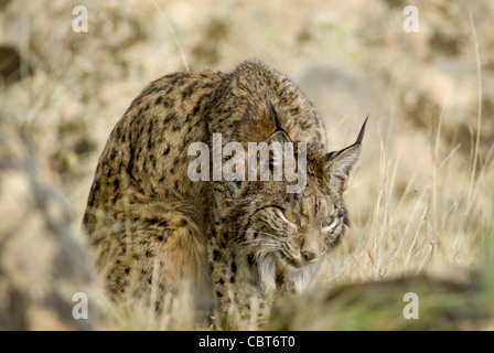 Wild Iberian Lynx sitting in field of grass with head lowered Stock Photo