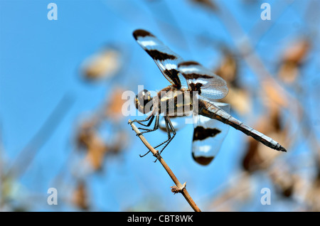 Twelve-spotted Skimmer dragonfly, Libellula pulchella. Oklahoma, USA. Stock Photo