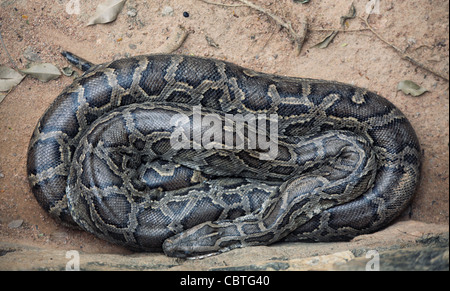python photo Stock Photo