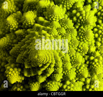 abstract full frame background with a romanesco cauliflower closeup Stock Photo
