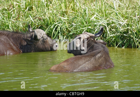 African Buffalos in Uganda (Africa) while taking a bath Stock Photo