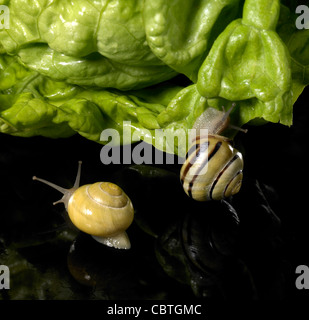 studio photography of two Grove snails and fresh green lettuce in dark reflective back Stock Photo