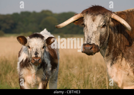 English Longhorn cow and calf in evening light Thornton-le-Moors Stock Photo