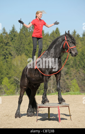 Girl standing on back of a Friesian horse during a show, trust beetween horse and human Stock Photo