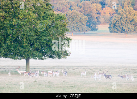 Deer in Richmond Park, Surrey, UK