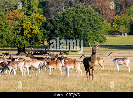 Herd of red and fallow deer during rutting season, Richmond Park, Surrey, UK