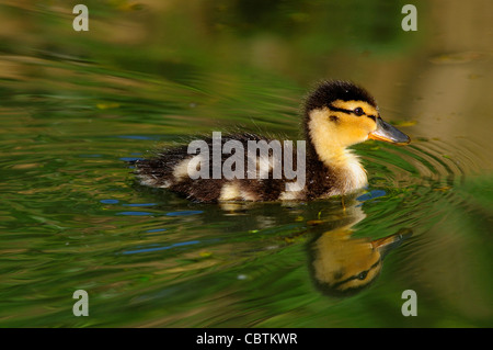 Mallard duckling. Dorset, UK April 2010 Stock Photo