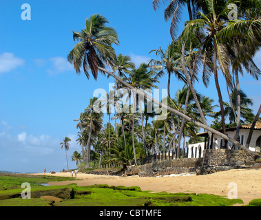 Palm trees on the lovely beach in Praia do Forte, Brazil Stock Photo