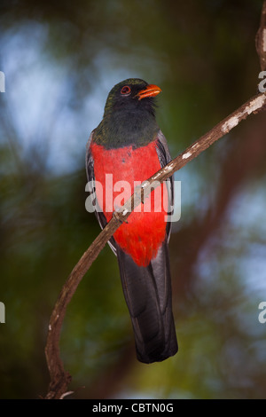 Slaty-tailed Trogon, Trogon massena hoffmanni, in the rainforest of Metropolitan park, (Parque natural Metropolitano), Republic of Panama. Stock Photo