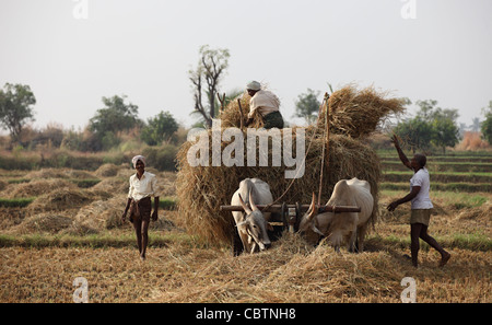 Indian farmers collecting rice straw on a bullock cart after the ...