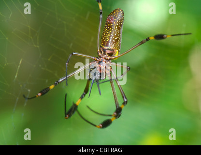 Golden Orb Spider (Nephila clavipes), Costa Rica Stock Photo