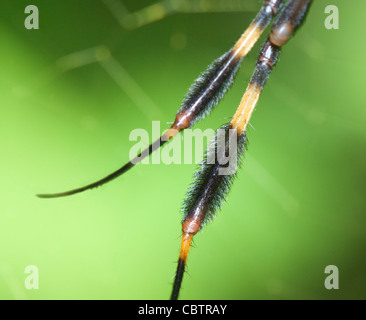 Details of the legs of a Golden Orb Spider (Nephila clavipes), Costa Rica Stock Photo